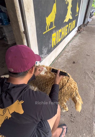 Panduan Ternak Sapi dan Kambing Modern