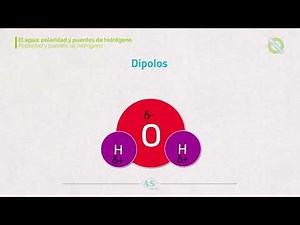 4 2 El agua polaridad y puentes de hidrógeno