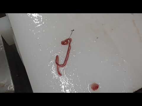 ブリ糸状虫という寄生虫。天然ブリ系（メジロ、ハマチ、ツバス）に多いのですが、アニサキスと違い人体に無害です。身の中に入り込んでいる為、見えないことが多いのですが、発見次第取り除いております。