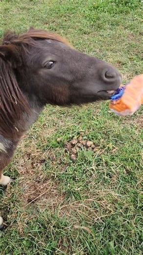 31K views · 744 reactions | Cash is always on his worst behavior but he's cute 藍 | Blue Pine Quarter Horses | Facebook