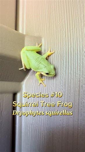 Species #10: Squirrel Tree Frog (Dryophytes squirellus)