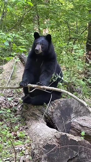You ask What do bears eat? Here is the answer #bear #foryou #sitting #dinner #food #leaves #wildanimals #animals #nature #music #song #sing #fyp #viral #video #love #mountain #woods #cub #pet #magic #smile #peace #indian #usa #spirit