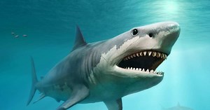 Megalodon: What Happened to the Ocean’s Fiercest Predator? | HISTORY