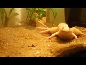 African Clawed Frogs Feeding || Fütterung der Krallenfrösche