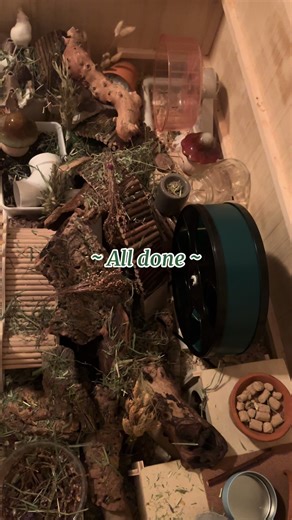 How to Set Up a Perfect Mouse Enclosure