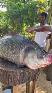 Insane Fishmonger Skills! 😱 Giant Fish Cutting #shorts #virals