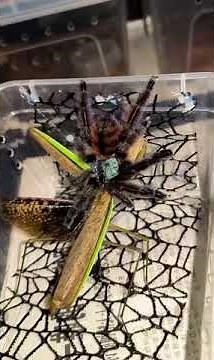 Mantis vs. Tarantula: Curiosity or Catastrophe? 🕷️🔍 #insectwars