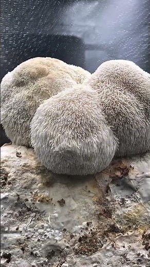 Lion’s Mane Mushroom Growing Made Easy 🍄 Lykyn Mushroom Grow Kit #mushroomcultivation