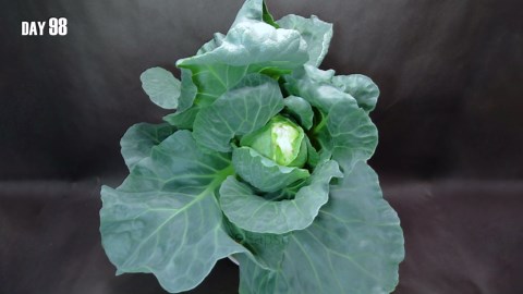 Cabbage plant growing from scrap to harvest time lapse (106 days)