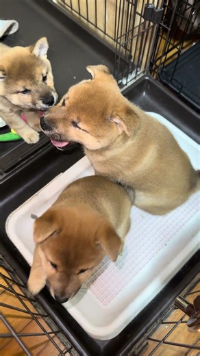 仲良く見上げてきます笑 #豆柴カフェ #豆柴子犬