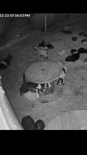 Goat stuck in a chair… instantly regrets every snack she’s ever eaten 😂🍑 🐐💨 Welcome to the Steinmetz Family Farm, where even the furniture isn’t safe. #GoatFails #FarmLife #SFF #AnimalsBeingDerps #GoatTok | Steinmetz Family Farm