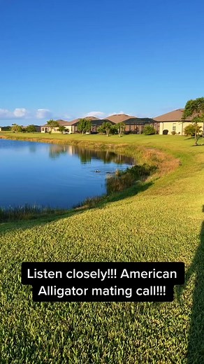 Rare sight!!! Caught this gator in my backyard sending out booty calls! Crazy!!! 🐊🤘🏼 #fypシ #gatordonttakenoshit #matingdance #floridalife #alligator #crikey #sheila