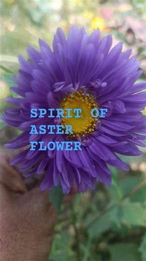 CARE OF ASTER FLOWER ####