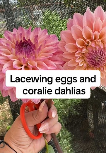 Beneficial Insects: Lacewings for Pest Control