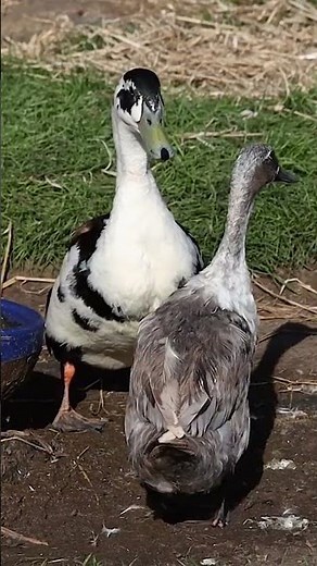 Duck Head Bobbing at Another Duck, Ireland