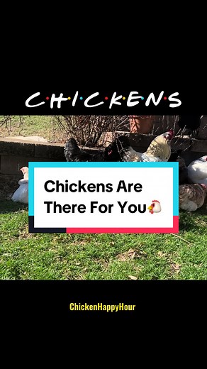 Chicken Parody: The Ultimate Guide to Chicken Happy Hour