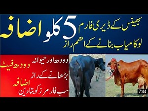 Motivational Tips About Dairy Farming Plan ｜｜ How To Increase Milking Qualities of Buffaloes & Cows | Farming Business TV