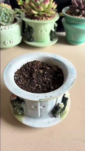 How to Repot Succulents | Easy Step-by-Step Guide