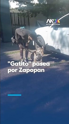 ¡TIGRE DE BENGALA SUELTO! | El felino fue visto deambulando calles de Jalisco; ya fue atendido