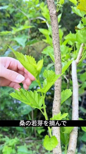 Don't Throw Away Mulberry Leaves! How to Make Traditional Healthy Tea