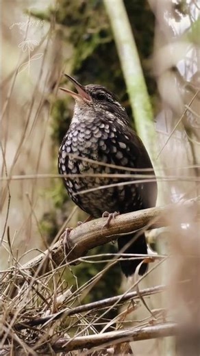 Beautiful Bird Songs & Sounds | Rare Voice of Birds | Relaxing Nature Bird Music