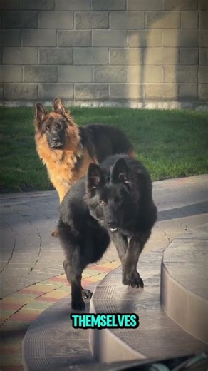 German Shepherds Will Melt Your Heart ❤️ | Cutest Moments in 46 Seconds