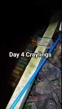 Day 4 Craylings only eating superworm experiment