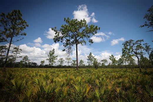 Environmentalists warn about Poinciana expressway’s impact on Disney Preserve, wildlife corridor