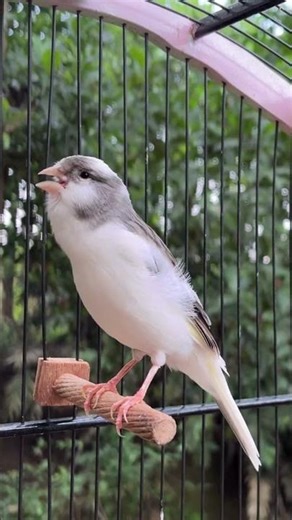 Thanks to This Canary, Many Silent Canaries Are Singing Again