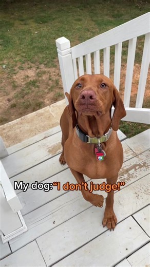 Funny Vizsla Dog Humor Compilation