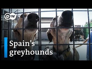 Galgos: Are Spain's greyhounds mistreated? | DW Stories