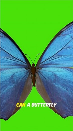 The Butterfly Effect Explained in 45 Seconds 🦋🌪️#shorts