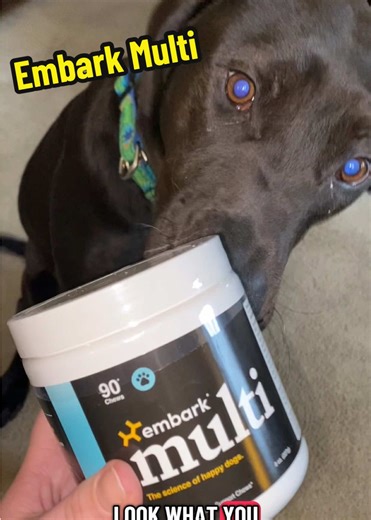 @Embark Vet Embark Dog Multi chews really help your dog’s coat & skin. Bo loves them! #dogsoftiktok #healthydog #tiktokmademebuyit #embark #embarkvet They’re all natural, vet approved and bacon flavored.