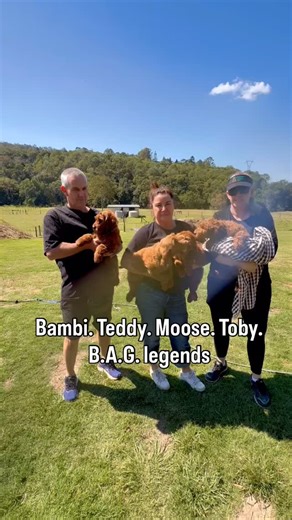 Nicole Bignell - Dog Training & Handling / Puppy Development on Instagram: "BAGs (big 🍑 groodles). 🎉 Meet the BrodieRose Groodles – Bambi, Teddy, Moose & Toby! 🐶✨ These pups aren’t just cute… they’re straight-up show-stoppers 🤩 Look at those coats (SWOON). And yep – they’re gonna be BIG Groodles. Which means: ✅ Full Puppy Stay & Train curriculum ✅ Lots of Loose lead walking (a must for dogs this size!) ✅ Calmness training, socialisation & confidence building We’ve trained plenty of BrodieRos