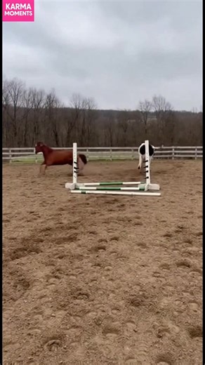 Unexpected Jumping Duo! A horse and cow attempt a hurdle jump. Guess who succeeds! #fblifestyle #AI Generated using Kling AI . . . (For entertainment purposes only. Consult professionals if guidance on activities is presented. No brand affiliation is implied if any are shown. If inspired by true events, creative adaptations may be included. Content may include public footage.) | Fabiosa Hearty