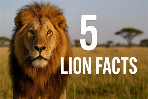 3.8K views · 21 reactions | 女 Lions are more than just the kings of...