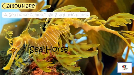 Adaptation In Animals