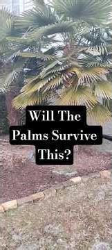 Will the Palms Survive This?