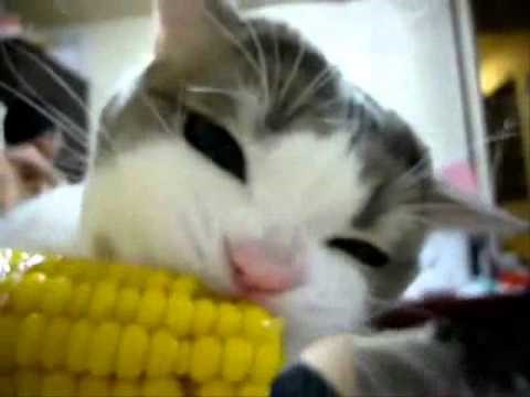 Cat Eating Corn on the Cob (NOM NOM Loop)