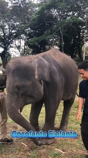 Wdyt about cute animals like this? #anomali #brainrotanimals #brainrotanimals #tungtungtungsahur