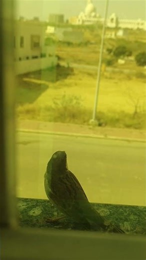 Cute Sparrow Singing at My Window 🐦✨