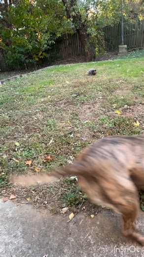 Bubbles 🫧 #nemo | Dannypetsitter