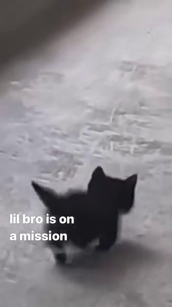 where is lil bro going? | Ghibli Community