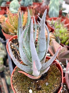 Aloe Blue Elf | Live Aloe | Colorful Succulent Rare Aloe Live Plant for Home Decor Succulent Garden Landscaping Plant - Etsy