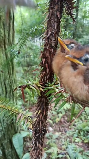 #bird #amazingbird | Nature And Wildlife