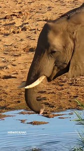 22K views · 865 reactions | Watch how this elephant has adapted to using her short damaged trunk to drink water | Nombekana Safaris and Wildlife Photography | Facebook