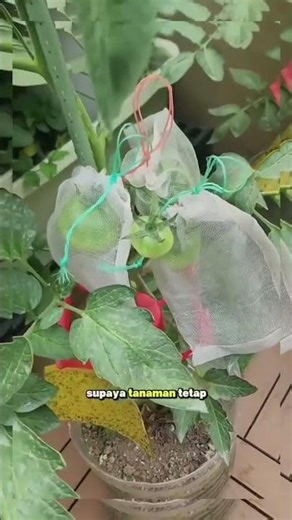Plant tomatoes using used gallon jugs