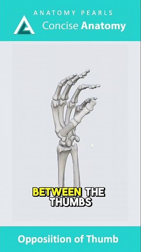 Opposition of Thumb - Hand Anatomy, Opposition & Reposition, Pincer Grasp | Concise Anatomy