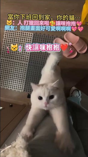 當你下班回到家，你的貓… 🐱：人 你打獵回來啦💖快讓咪抱抱😊 網友：牠好可愛啊啊啊🥰好療愈😊 #cat #cute #shorts #cutecat #healing