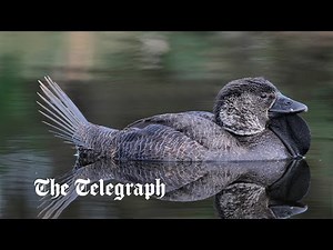 Listen: All jokes aside, scientists find a talking duck